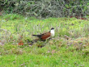 Burchell's Coucal