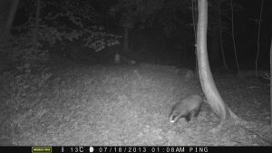 European Badger in summer 2013