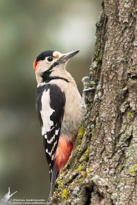 syrian woodpecker