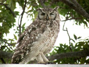 Spotted Eagle-Owl