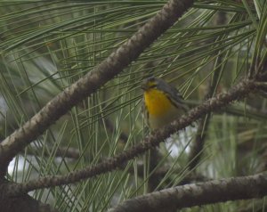 Grace's Warbler