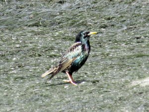 Common Starling