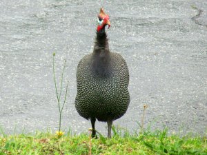 Helmeted Guineafowl