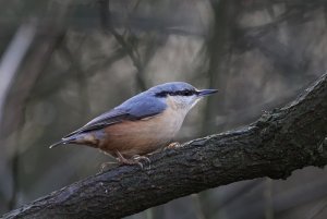 Nuthatch