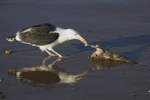 Great Black Backed Gull with Fish Dinner
