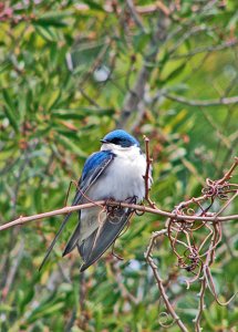 Tree Swallow