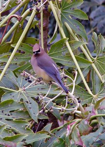 Cedar Waxwing