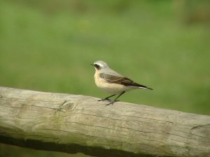 Wheatear