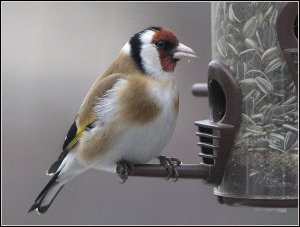 European Goldfinch