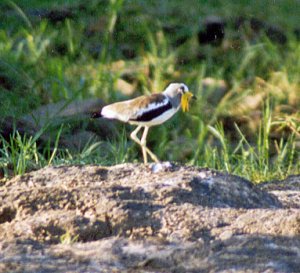 White-Headed Lapwing