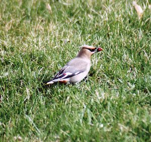 Bohemian  Waxwings