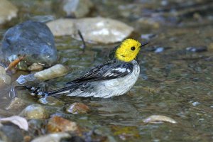 Hermit warbler bathes