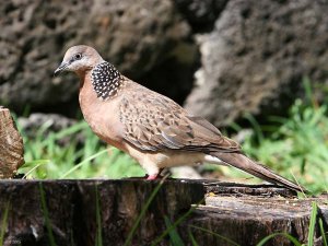 Spotted Dove