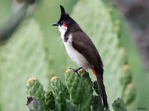 Red-Whiskered Bulbul