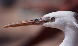 Western Reef Heron - white form
