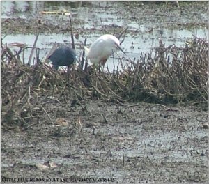 mature and juvinile Little Blue Heron