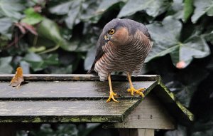 Sparrowhawk checking out my garden feeders
