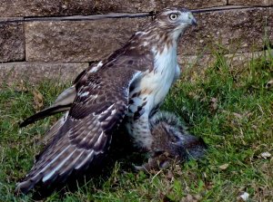 Red-tail vs Squirrel