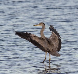 Grey Heron