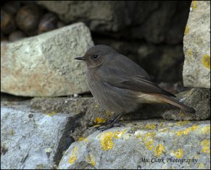 Black Redstart