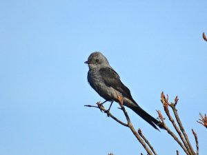 Shear-tailed Gray Tyrant