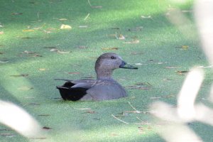 Gadwall, Anas strepera, nade Friso