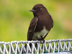 Black Phoebe