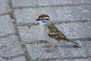 Chipping Sparrow