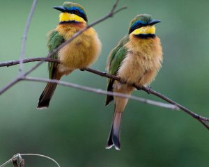 Little Bee-eater