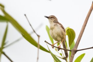 Tawny-flanked Prinia