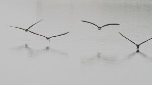 Black Skimmer