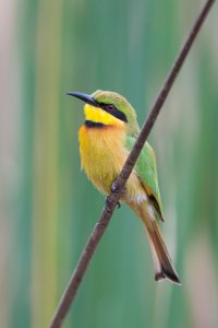 Little Bee-eater