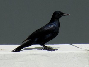 Red-winged Starling