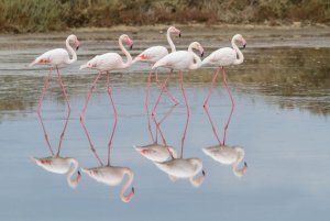 Flamingo's in a row