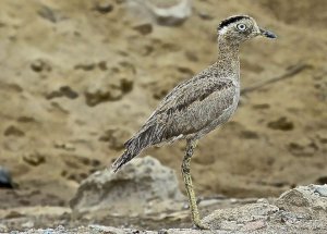 Peruvian Thick-knee