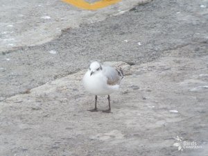 Mediterranean Gull