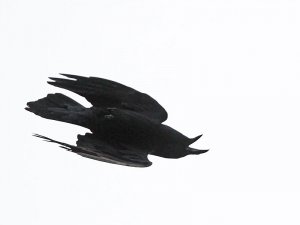 Topsy Turvy Raven
