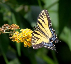 Tiger on a Butterfly Bush