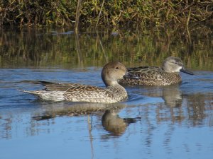 N. Pintail and Blue-winged Teal