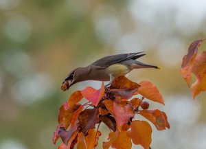 Cedar Waxwing