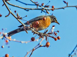 American Robin