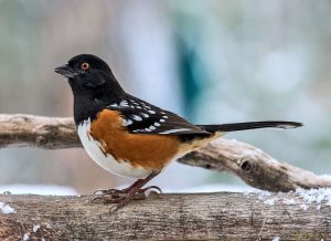 Spotted Towhee