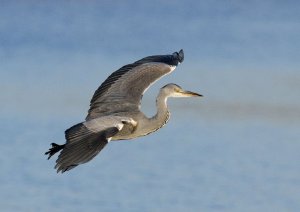 Grey Heron in Flight