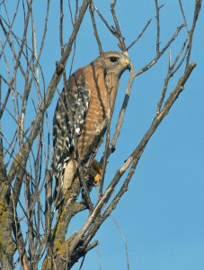 Red-shouldered Hawk