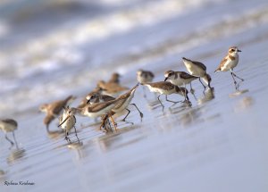 Terek Sandpiper with Lesse sand plovers