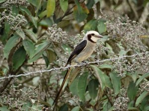 Streamer-tailed Tyrant