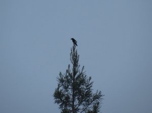 Yellow-billed Magpie