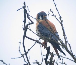 American Kestrel