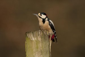 Great spotted woodpecker.