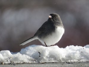 Dark-eyed Junco